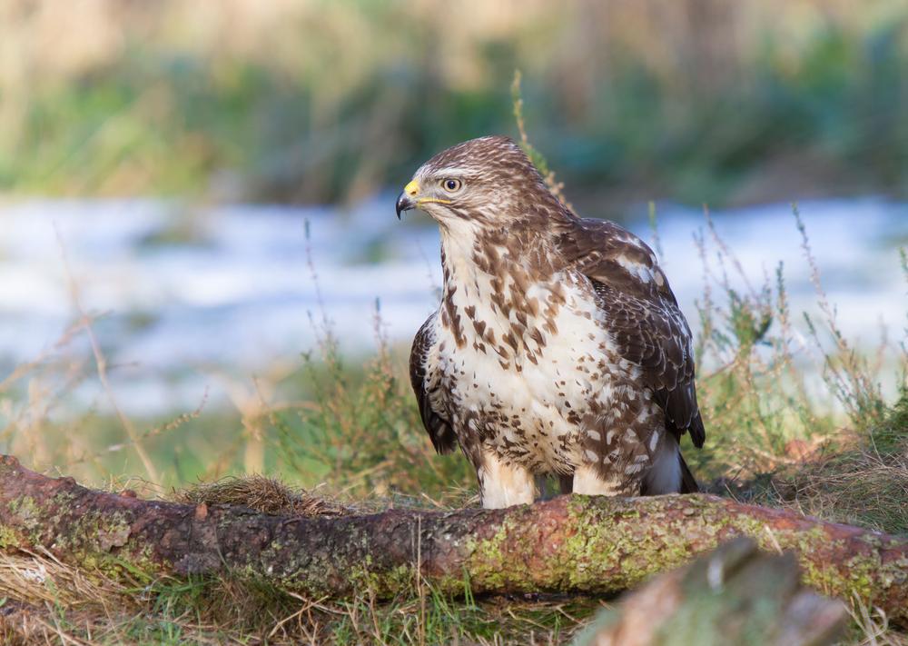 PROGRESS-Studie gibt keinen Aufschluss über Auswirkung der Windkraft auf geschützte Vogelarten