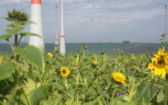 Energiestiftung Sintfeld startet neue Artenschutz-Aktion "Blühende Landschaften" - mehrjährige Blühstreifen werden gefördert