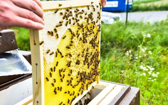 B+S und animonda engagieren sich für den Bienenschutz
