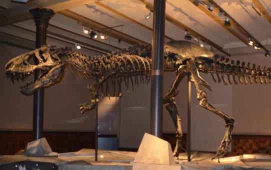 Mikrocomputertomografie Tür an Tür mit T. Rex TRISTAN