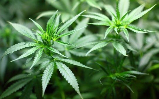 Khiron Life: Frisches Kapital für die Expansion des Cannabisgeschäfts
