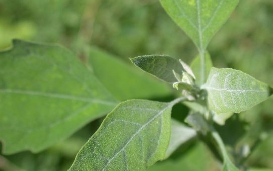 Weder glatt noch rau: Neuartige biologisch-inspirierte Oberflächen bringen Insekten ins Rutschen