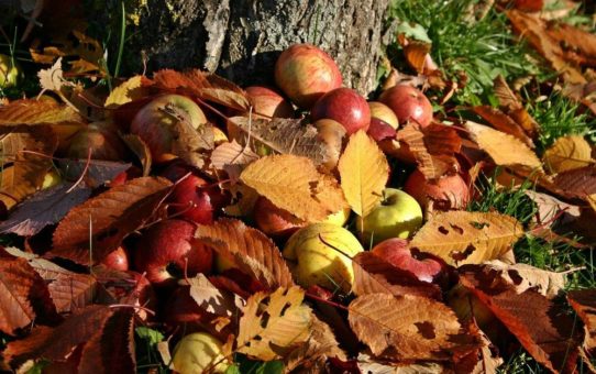 Ökostrom für Streuobstwiesen: Grüner Strom-Label fördert erstmals Naturschutz und Artenvielfalt