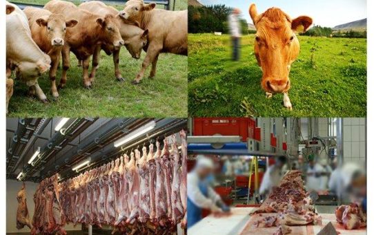 artec technologies AG: Lösung für datenschutzkonforme Videoüberwachung in der Fleischindustrie