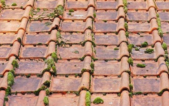 Nie mehr warten, bis es grün wird: Nanopartikel versiegeln Dächer und Fassaden dauerhaft