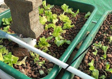 Frischer Fisch - frisches Gemüse - Aquaponic kann das auch in Deutschland mit Solar