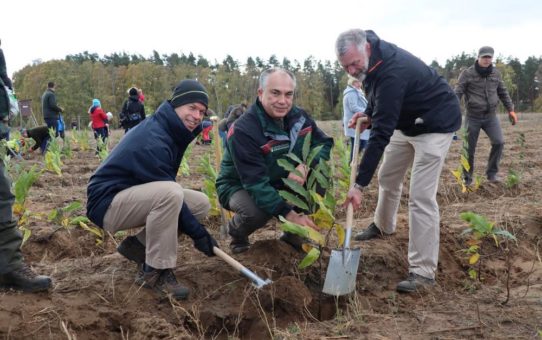 WEMAG-Kunden pflanzen 2.500 Bäume für den Klimaschutz
