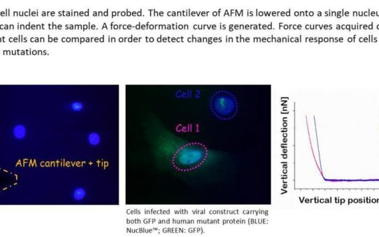 JPK berichtet über den Einsatz des JPK NanoWizard® Rasterkraftmikroskops zur Charakterisierung von Kardiomyopathien an der University of Colorado Denver