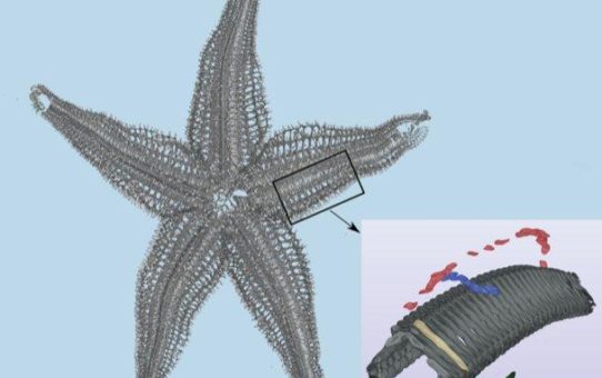 Vom Seestern zum Flugzeugflügel - Biologisch inspirierte Entwicklung von Gelenken für bewegliche Strukturen