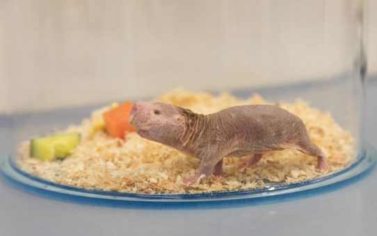 Forscherteam beschreibt erstmals biochemischen Schlüsselmechanismus für Alterungsprozesse in Mäusen, Nacktmullen und Fledermäusen