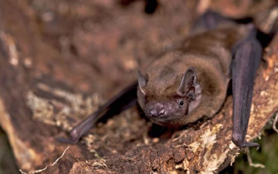 Fledermäuse sind in Agrarlandschaften auf die gemeinsame Jagd mit Artgenossen angewiesen