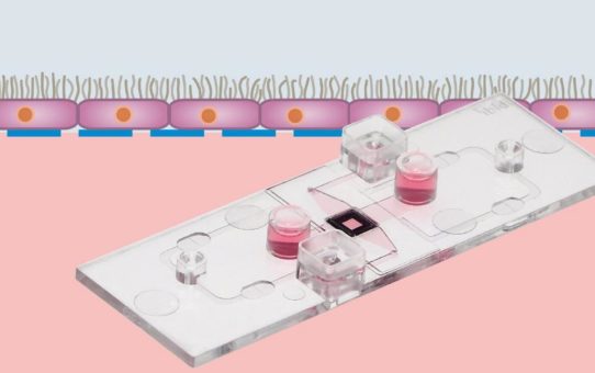 Etablierung von Lungenmodellen mit dem µ-Slide Membrane ibiPore Flow