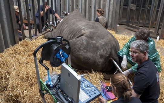 Erfolgreiche Eizellenentnahme bei Südlichen Breitmaulnashörnern durch das BioRescue-Team im Serengeti-Park Hodenhagen