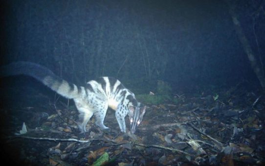 Überraschende Säugetiervielfalt im vietnamesischen Bidoup Nui Ba Nationalpark entdeckt