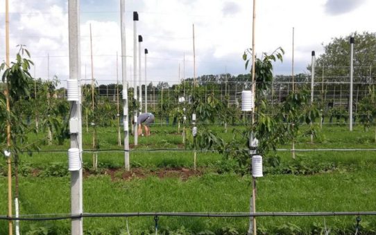 Monitoring von Mikroklima und Trockenstress im Obstbau
