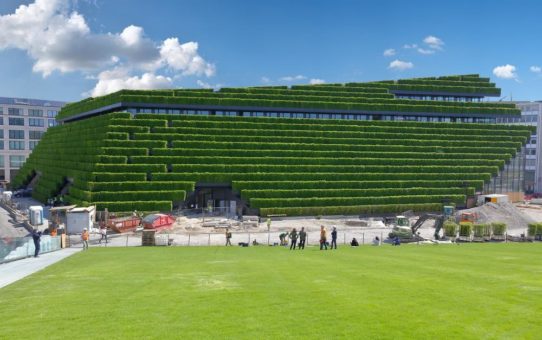 Grüne Insel im Zentrum von Düsseldorf - Gebäudebegrünung machts möglich