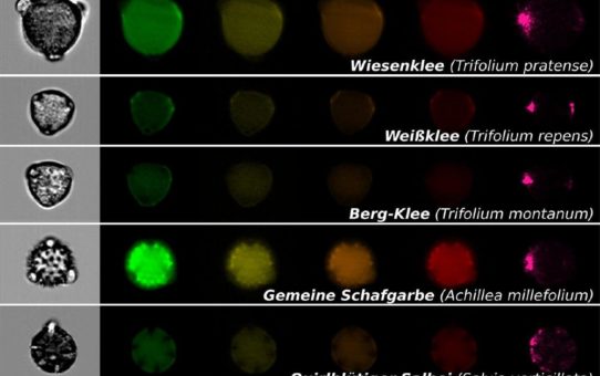 Blütenpollen effizient bestimmen