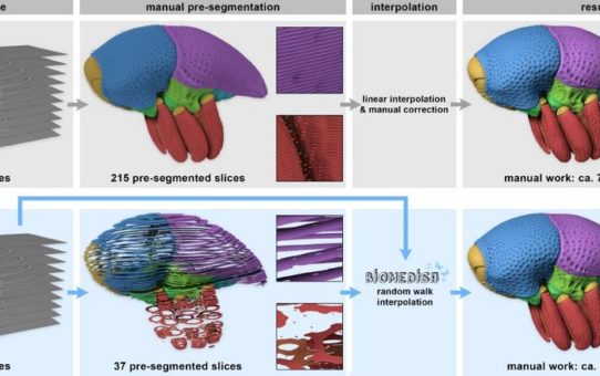 Biomedizin: viele Bilder – weniger Rätsel