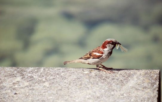 Vogelvielfalt in Städten hängt maßgeblich von der Verfügbarkeit natürlicher Nahrung ab