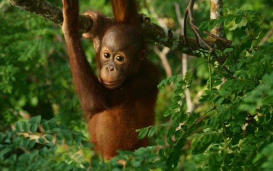 Freie Bahn für wilde Tiere: Weiterer Meilenstein für Wildtierkorridor in Borneo durch Umwandlung von Ölpalmenplantagen in Regenwald