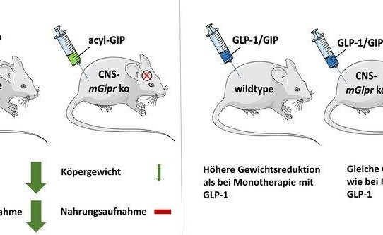 Neuer Ansatzpunkt für Entwicklung medikamentöser Behandlung von Adipositas und Typ-2-Diabetes