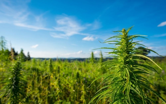 Webinar: Hanf & Cannabis globale Aktienmärkte (Webinar | Online)