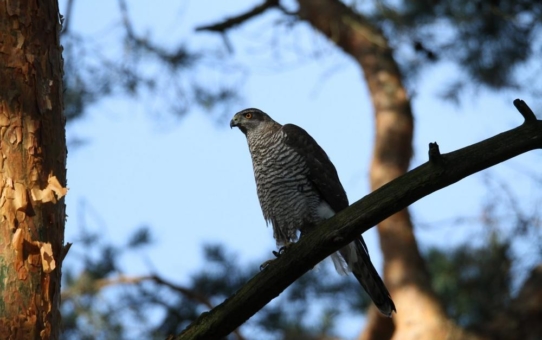 Untersuchung toter Greifvögel zeigt, dass Nagetiergifte in der Umwelt eine Bedrohung ihrer Bestände darstellen