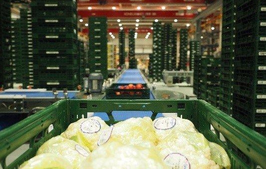 EDEKA Minden-Hannover automatisiert ihre Frischelogistik im Bereich Obst und Gemüse an den Standorten Freienbrink und Lauenau mit Cimcorp
