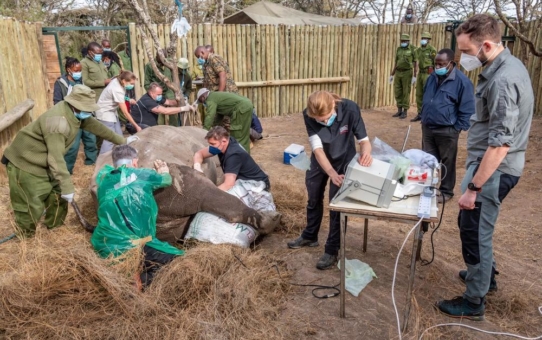 BioRescue erzeugt vier neue Embryonen und bereitet nächste Schritte der Rettungsmission für das Nördliche Breitmaulnashorn vor