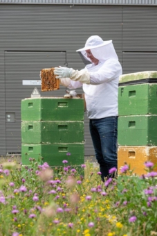 Regenerative Energiequellen für Insekten