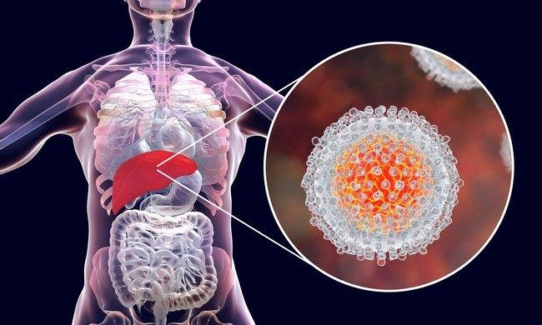 Auf dem Weg zu Hepatitis-C-Impfstoffen - wichtiges Mausmodell entwickelt