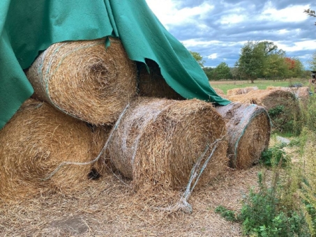 Wieviel Plastik landet in landwirtschaftlichen Böden?