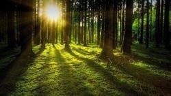 „Beschleunigter Klimaschutz geht besser mit Bioenergie“