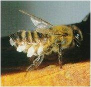 Was uns Bienen über unsere Arbeit lehren!