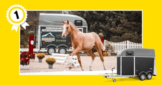 Humbaur Pferdeanhänger – optimal für den sicheren Transport von Stute und Fohlen
