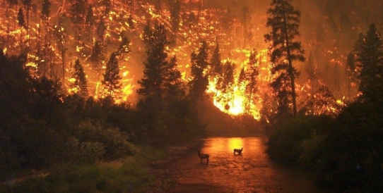 Die Wälder der Welt stehen in Flammen. Was k ö nnen wir tun?