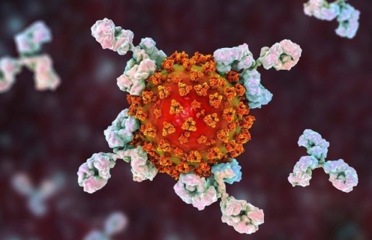 Antikörper nach SARS-CoV-2-Infektion - neue Erkenntnisse über die Sensitivität und Nachweisdauer von Antikörpertests