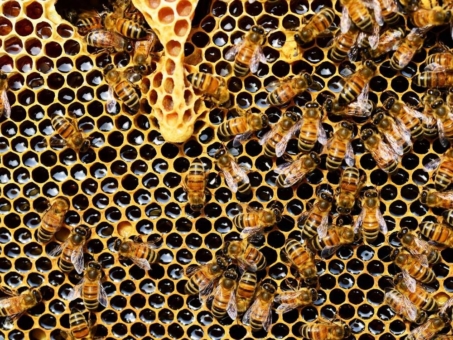 Nachhaltige Verpackung für den Transport von Bienenstöcken