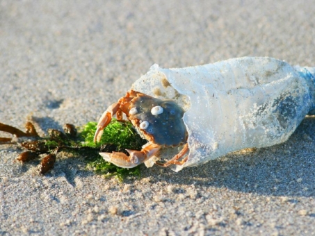 Mikroplastik im Meer: Ganzes Ausmaß noch immer nicht absehbar