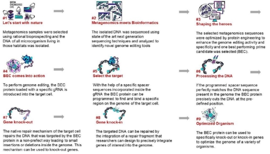 Genom-Editierung in Säugetierzellen mit BRAIN-Metagenome-Cas (BMC), BRAIN-Engineered-Cas (BEC) erfolgreich durchgeführt