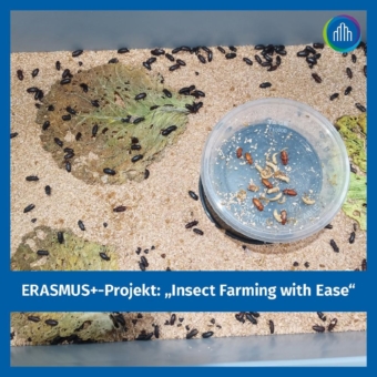 ERASMUS+-Projekt zum Verzehr von Insekten als nachhaltige Ernährungsform