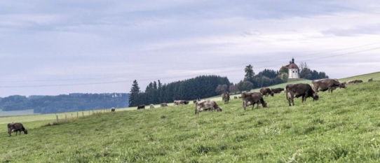 Milchhof Lerf: Mit dem Nischenprodukt Vorzugsmilch auf Erfolgskurs