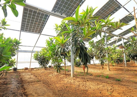AgriPV: Wie AgriPhotovoltaik unsere Wirtschaft retten kann - Anfänge der Agri-Photovoltaik