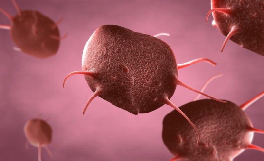 Das Grippevirus und sein Einfluss auf Blutstammzellen und die Blutgerinnung