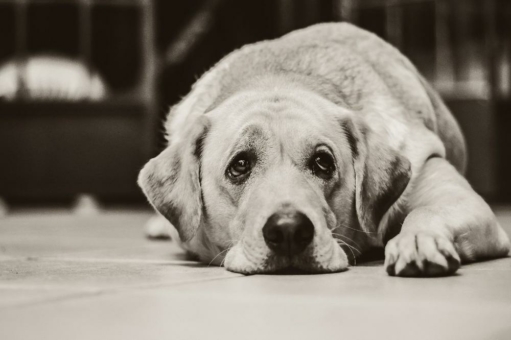 Hat Ihr Hund Suizidgedanken? Erkennen Sie Hundedepressionen frühzeitig!