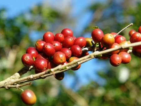 Vollständige Verwertung bei der Kaffeeproduktion