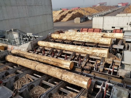 Knappes Holz und hohe Preise – goldene Zeiten für Waldbesitzer und Sägewerke?
