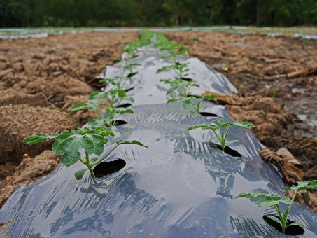 Einfluss landwirtschaftlicher Mulchfolien auf terrestrische Ökosysteme