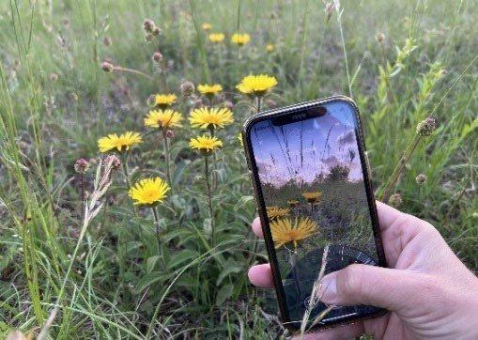 TU Ilmenau: Neue KI für Flora Incognita