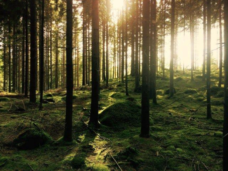 AGR kritisiert Entwurf der zukünftigen Waldförderung